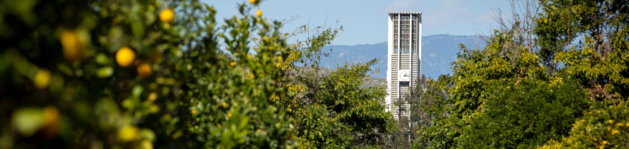 Bell tower with citrus trees in front
